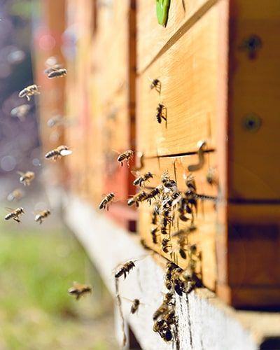 prodotrti biologici vicino a me